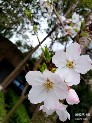 漂亮的花花