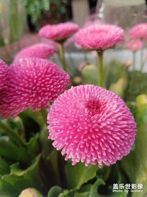 雏菊