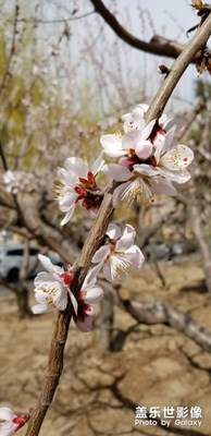 春暖花开