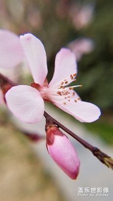 春花烂漫