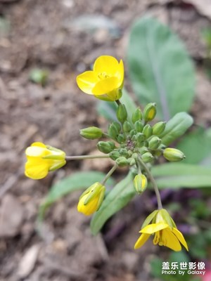 紫菜苔