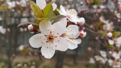 【踏春】+又是春花烂漫时