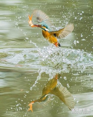 翠鳥捕魚