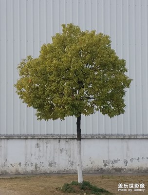 一棵安静的树