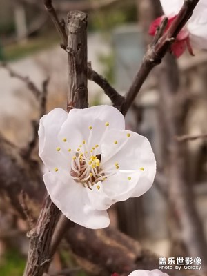 春来了，花开了