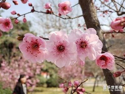 开花了！