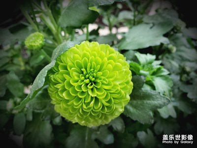 【踏春】+花开富贵