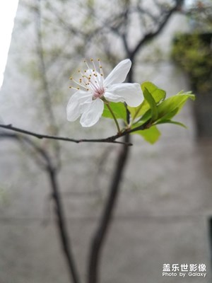 樱花