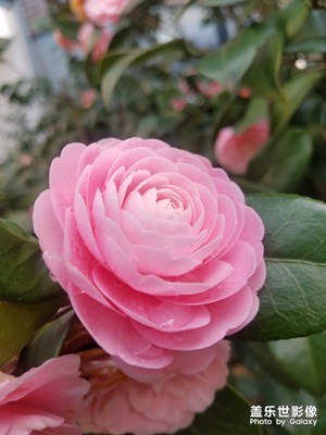 茶花开了