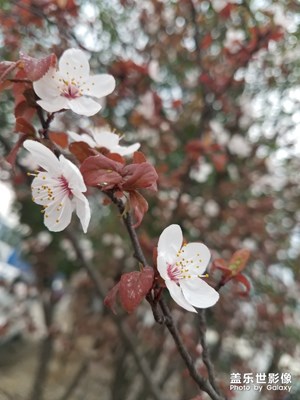 紫叶李