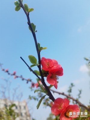 红红火火的木瓜花