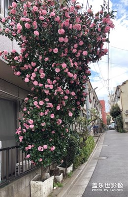 山茶花