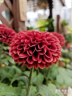大丽菊