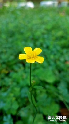 小花