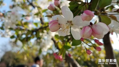 那时花开