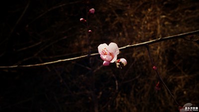 那时花开情正浓