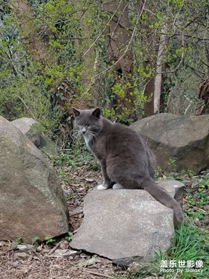 山上野猫