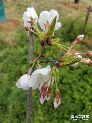 春的怒放