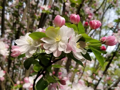 碧沙岗公园