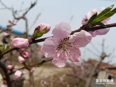 【踏春】+桃花春色暖先开