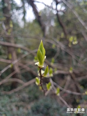 春之绿芽