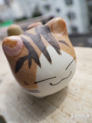 猫和石生花