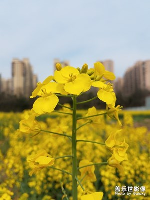 城郊的油菜花