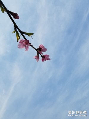 【风光之美】+一树桃花，向人独笑