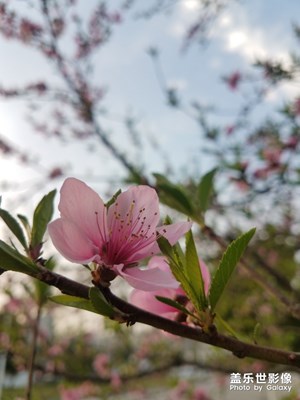 桃花朵朵开之红色