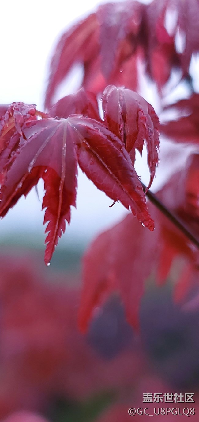 讲照相清楚的进来看看，相片说话