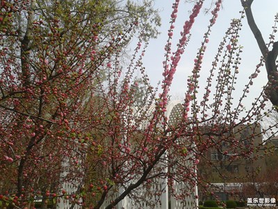 【风光之美】+花开时节