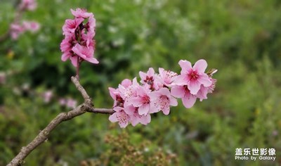 桃花山上桃花庵