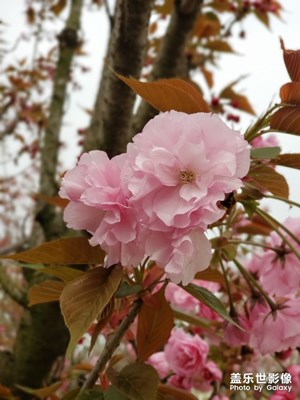 美丽的樱花