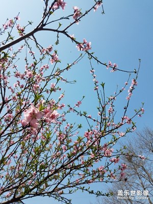 桃花朵朵开之漏发了几张