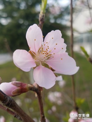 桃花朵朵开之粉色