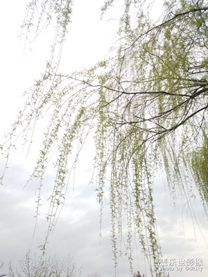春天来了之 垂柳