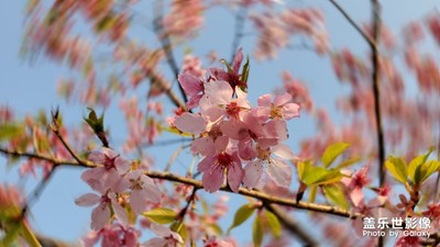 春暖花开