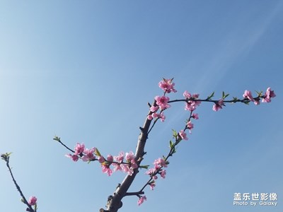 【风光之美】+人面桃花相映红