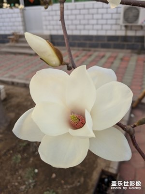 初春的白玉兰