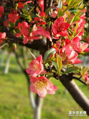 春光正好，赏花赏月!