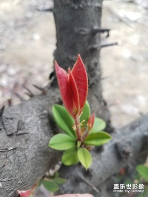 红装绿裹