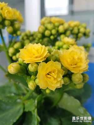 长寿花