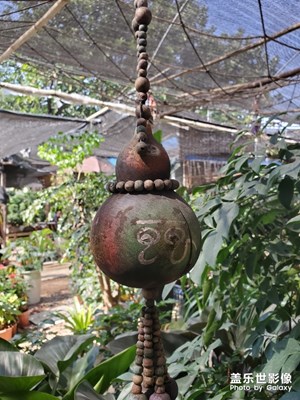 【风光之美】+植物之旅