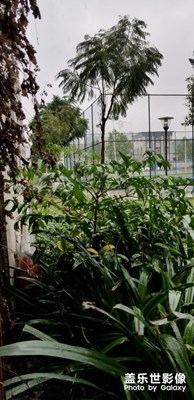雨天