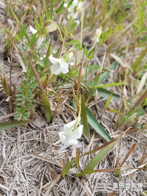 野草野花