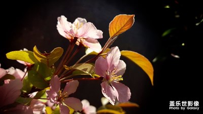 【风光之美】+海棠花开