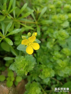 仍是野花