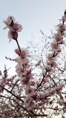 春暖花开