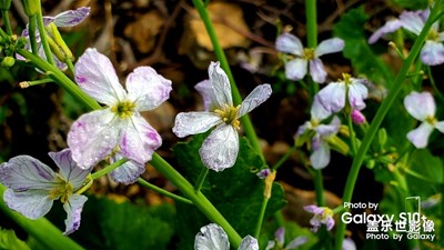 s10花卉拍摄美图