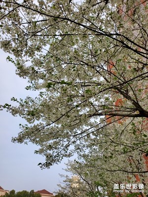 家门口的樱花